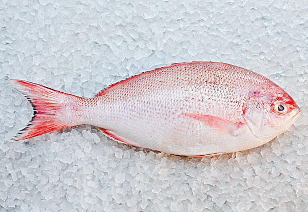 孕婦吃什么魚好 補(bǔ)充魚油注意事項