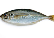 巴浪魚、沙丁魚怎么挑選新鮮的