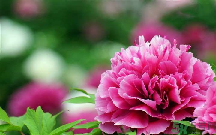 懷孕了能養(yǎng)花嗎？養(yǎng)什么花對胎兒好？