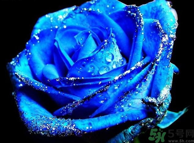 懷孕了能養(yǎng)花嗎？養(yǎng)什么花對胎兒好？