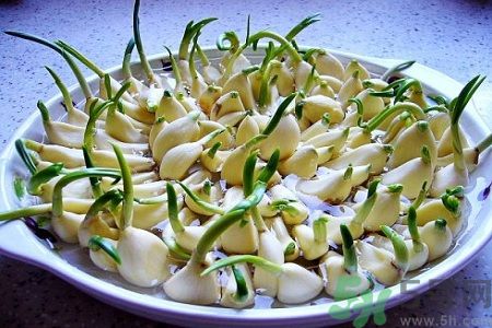 吃大蒜能降血壓?jiǎn)?？大蒜發(fā)芽了還能吃嗎？