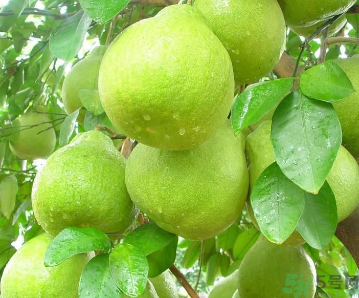 春季吃什么養(yǎng)生？春季怎樣養(yǎng)生？