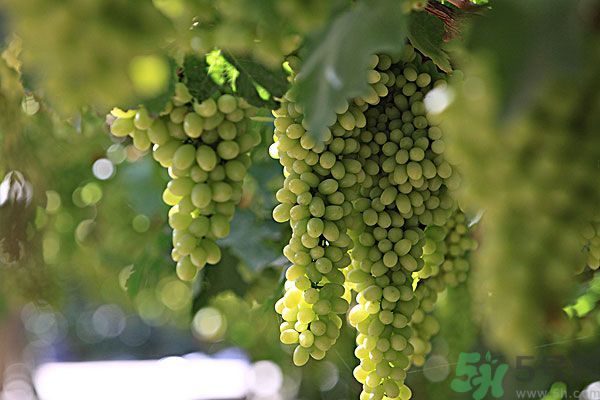 吃葡萄對(duì)皮膚好嗎？吃葡萄可以延緩衰老嗎？