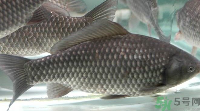 吃魚真的能變聰明嗎？喝魚湯有什么好處？