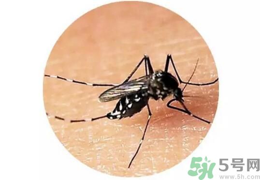 黃熱病是什么？黃熱病是什么癥狀？