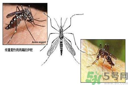 黃熱病可以吃水果嗎？怎么預(yù)防黃熱病癥狀？