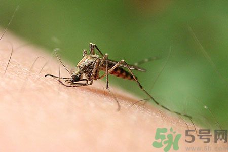 黃熱病可以吃水果嗎？怎么預(yù)防黃熱病癥狀？