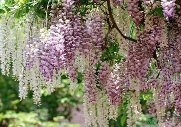 春天吃什么蔬菜好？春天吃蔬菜對(duì)身體有什么好？