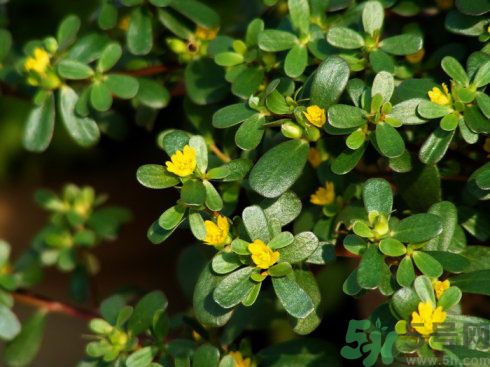 春天吃什么蔬菜好？春天吃蔬菜對(duì)身體有什么好？