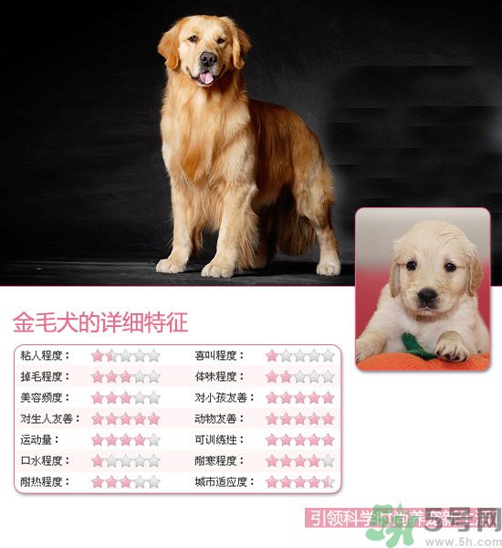 熱門寵物排名你知道嗎？寵物明星有哪些？