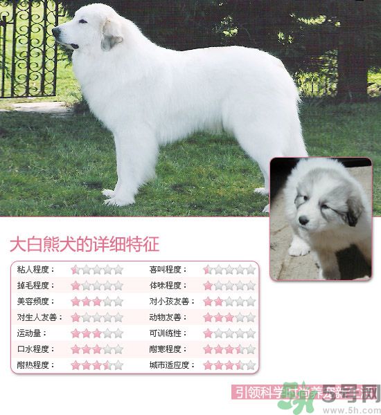 熱門寵物排名你知道嗎？寵物明星有哪些？