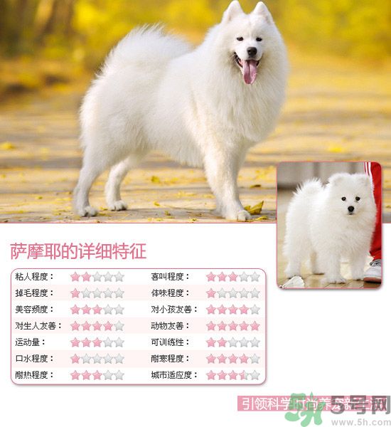 熱門寵物排名你知道嗎？寵物明星有哪些？