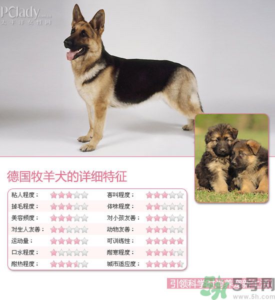 熱門寵物排名你知道嗎？寵物明星有哪些？