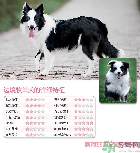 熱門寵物排名你知道嗎？寵物明星有哪些？