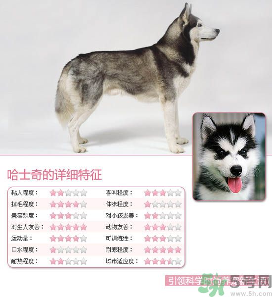 熱門寵物排名你知道嗎？寵物明星有哪些？