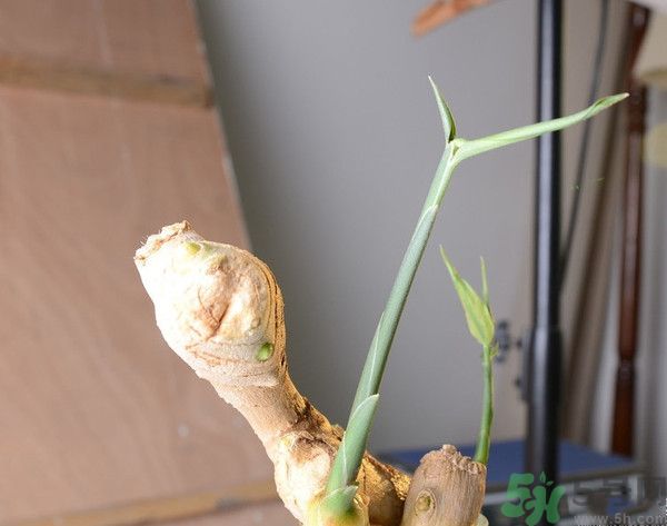 生姜發(fā)芽了能吃嗎？生姜發(fā)綠了能吃嗎？