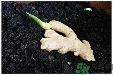 生姜發(fā)芽了能吃嗎？生姜發(fā)綠了能吃嗎？