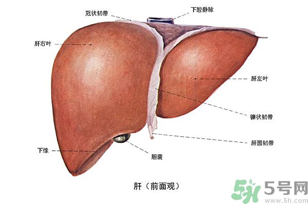 得了脂肪肝該怎么治？脂肪肝對人體危害有多大？