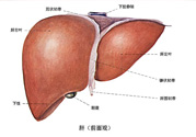 得了脂肪肝該怎么治？脂肪肝對人體危害有多大？
