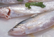 長江刀魚的營養(yǎng)價(jià)值有哪些?長江刀魚的功效與作用