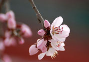 春分時(shí)養(yǎng)生要注意什么？春分要預(yù)防哪些疾??？