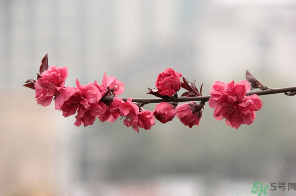 什么花可以凈化空氣？什么花可以減肥？