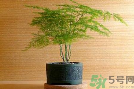 什么花可以凈化空氣？什么花可以減肥？