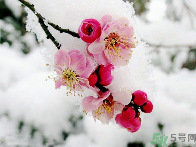 清明節(jié)有哪些習俗？清明節(jié)習俗的來源？