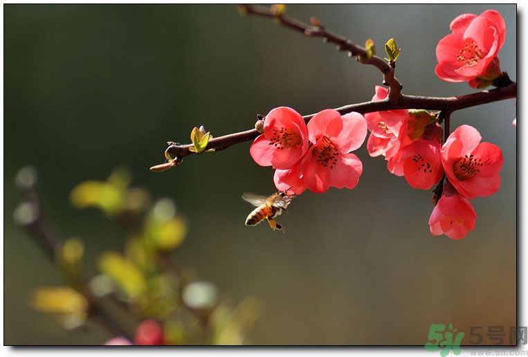 清明節(jié)有哪些習俗？清明節(jié)習俗的來源？
