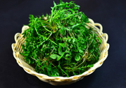 薺菜根能吃嗎？薺菜要去根吃嗎？