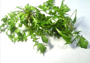 薺菜可以泡水喝嗎？薺菜泡水喝有什么好處？