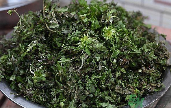 薺菜為什么是苦的？薺菜味道苦嗎？