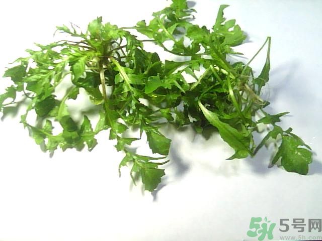薺菜可以泡水喝嗎？薺菜泡水喝有什么好處？