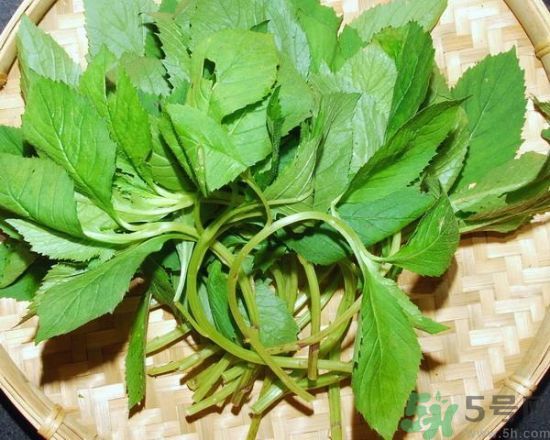 薺菜可以泡水喝嗎？薺菜泡水喝有什么好處？