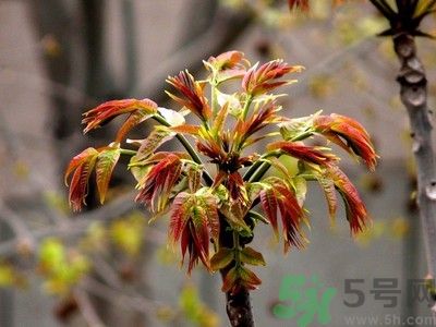 香椿好吃嗎？香椿可以做菜嗎？