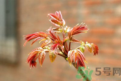 香椿好吃嗎？香椿可以做菜嗎？