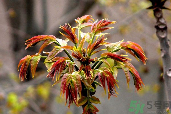 香椿好吃嗎？香椿可以做菜嗎？