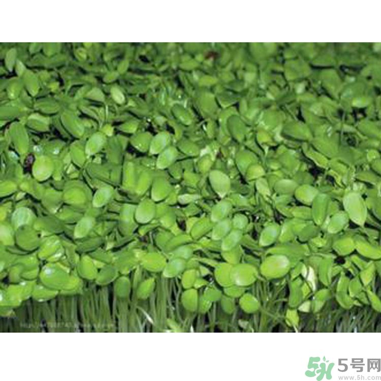 吃香椿要焯水嗎？吃香椿焯水還有營養(yǎng)價值嗎？