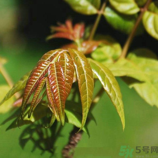 吃香椿要焯水嗎？吃香椿焯水還有營養(yǎng)價值嗎？
