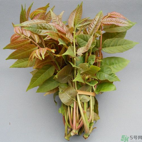 吃香椿要焯水嗎？吃香椿焯水還有營養(yǎng)價值嗎？