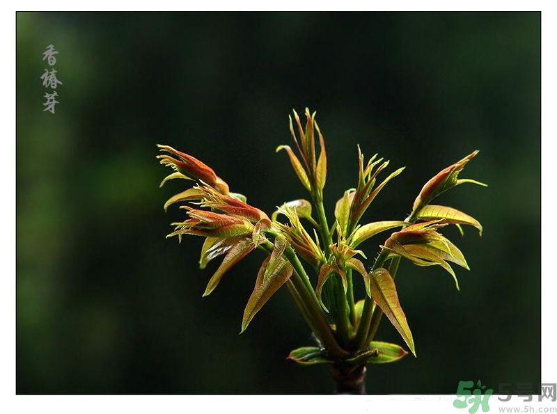 吃香椿有什么好處？香椿可以預(yù)防疾病嗎？