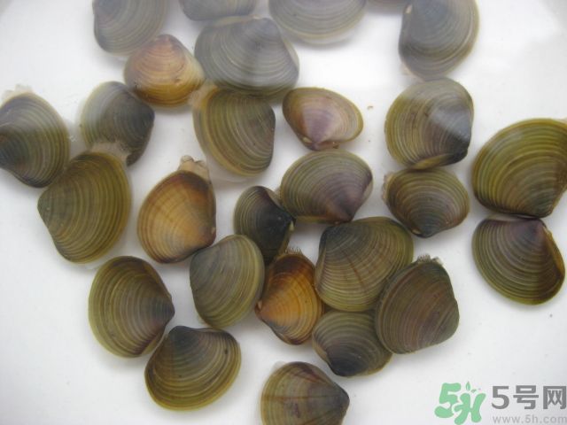 河蚌要怎么清洗才干凈？河蚌的清洗方法？