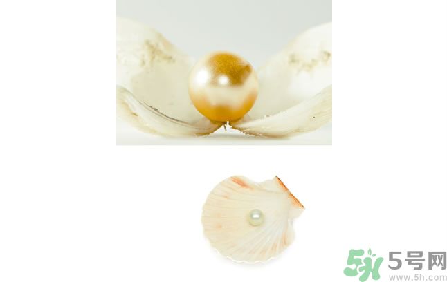河蚌怎么炒才不會老？炒河蚌要注意什么？