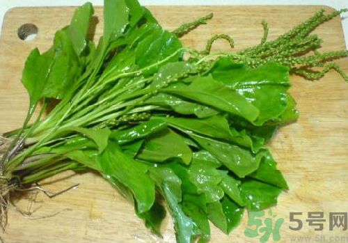 車前草能治痛風(fēng)嗎？車前草對痛風(fēng)的作用