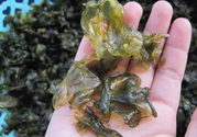 地皮菜孕婦能吃嗎？地皮菜孕婦吃好嗎？
