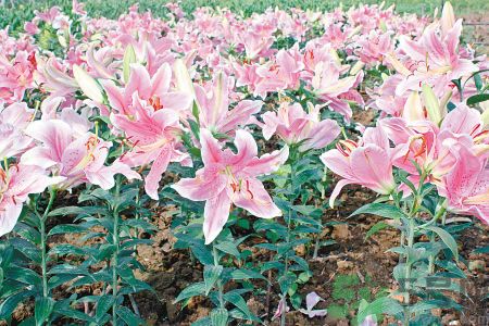 百合花可以吃嗎？百合花吃哪種？