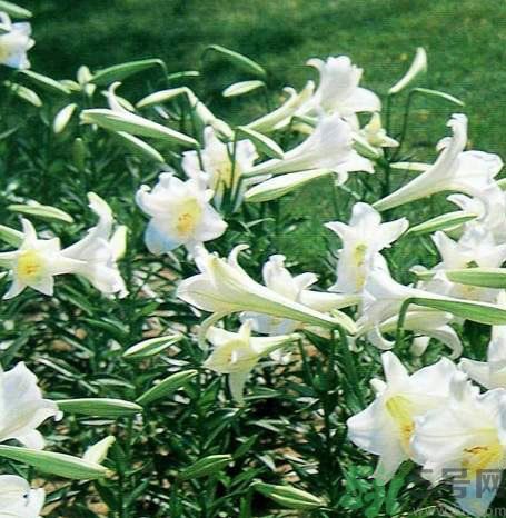 百合花可以吃嗎？百合花吃哪種？