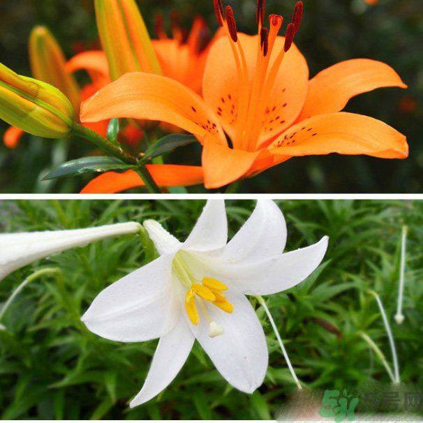 百合花可以吃嗎？百合花吃哪種？