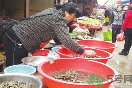 怎么挑選螺螄？螺螄怎么清洗？