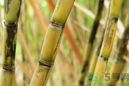 清明節(jié)可以吃甘蔗嗎？清明節(jié)不能吃哪些食物？